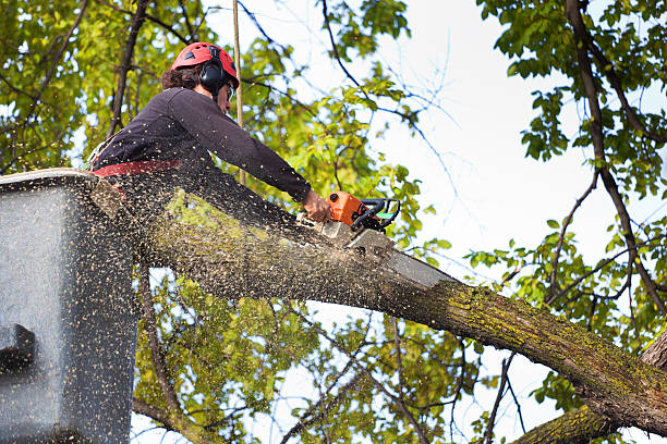 Reliable Independence, OR Tree Service Solutions